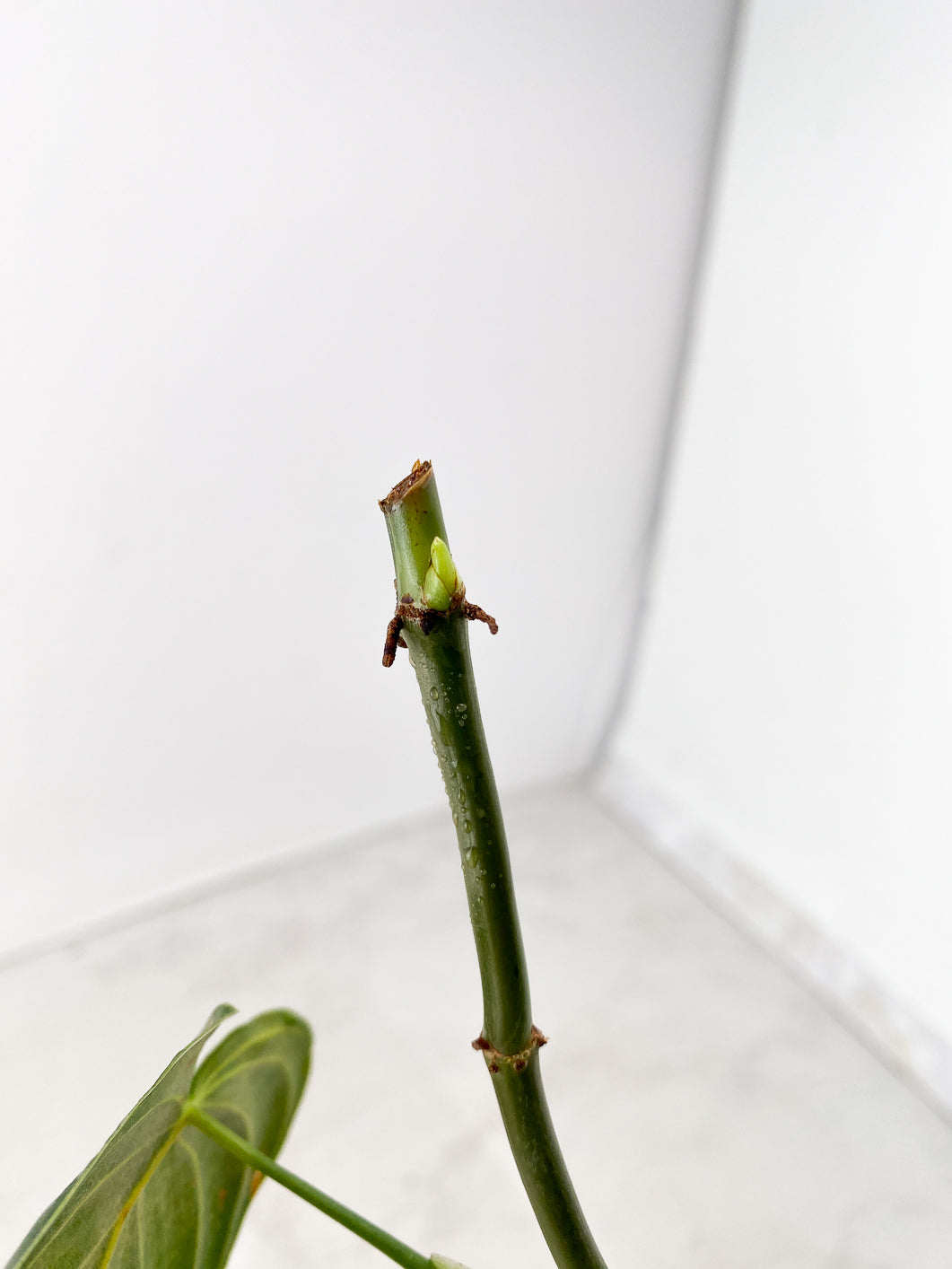 Philodendron Melanochrysum Variegated 1 leaf multiple nodes with sprout