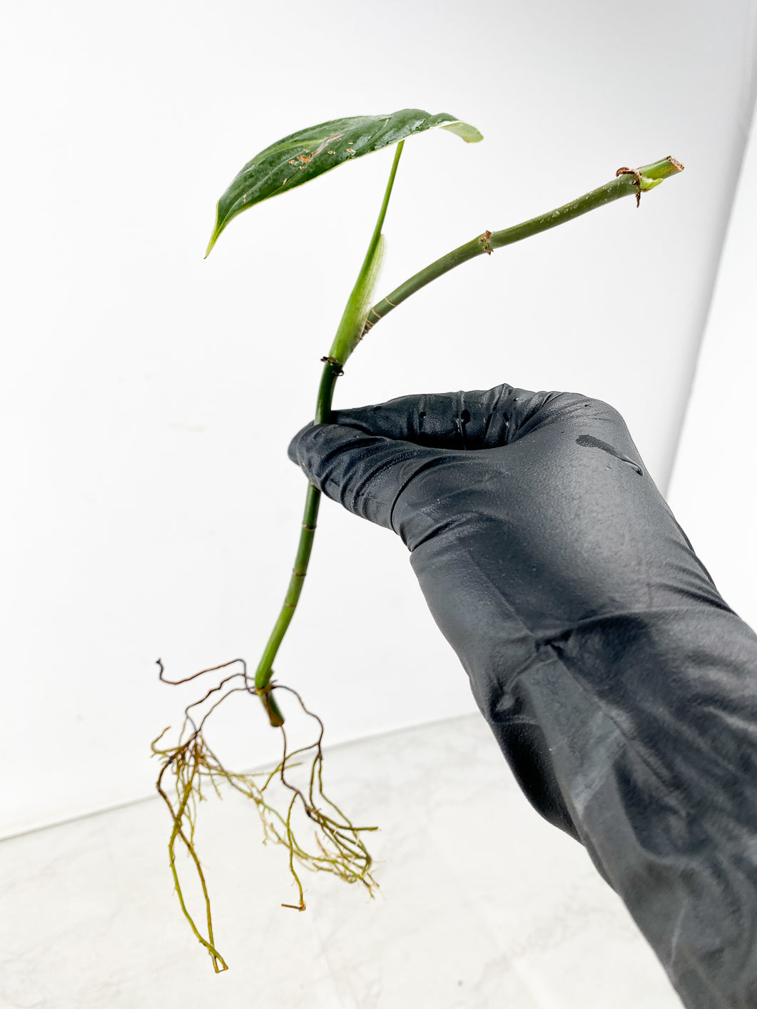Philodendron Melanochrysum Variegated 1 leaf multiple nodes with sprout
