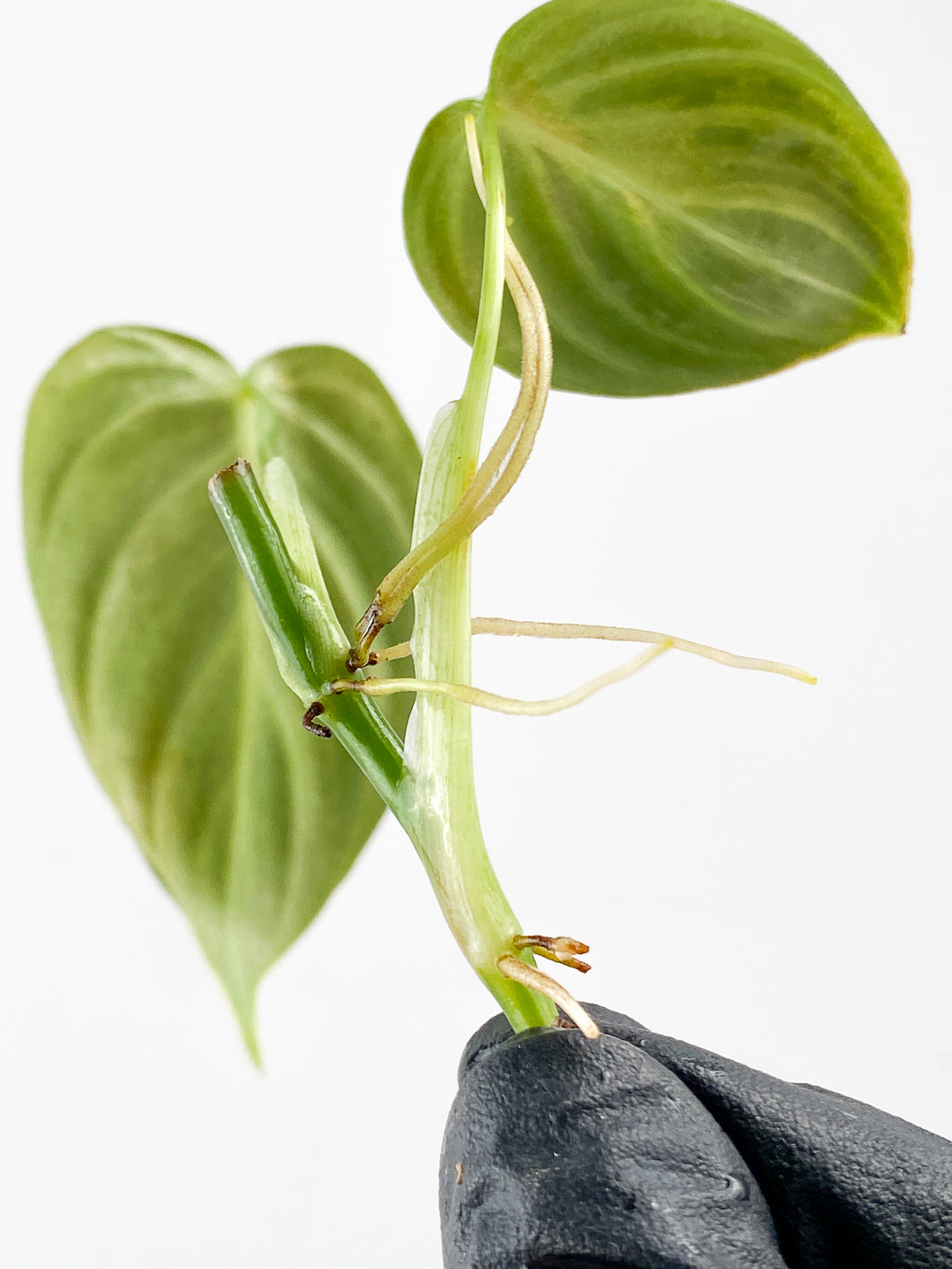 Philodendron Melanochrysum Variegated 2 leaf