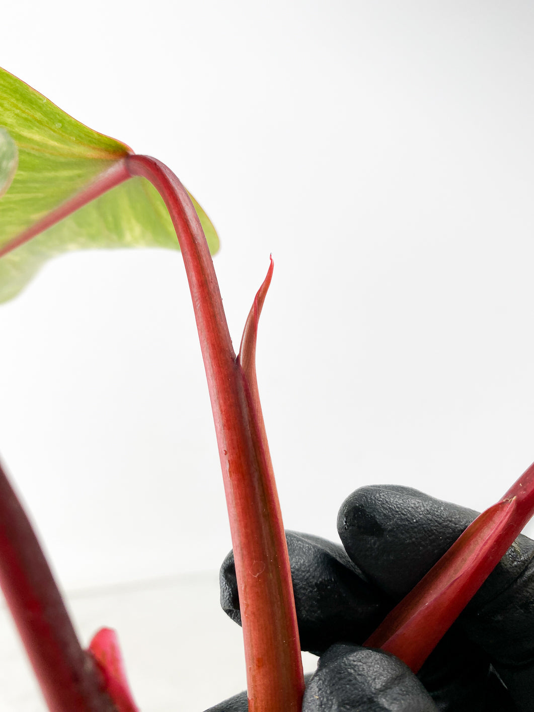 Philodendron Strawberry Shake 4 leaf top cutting