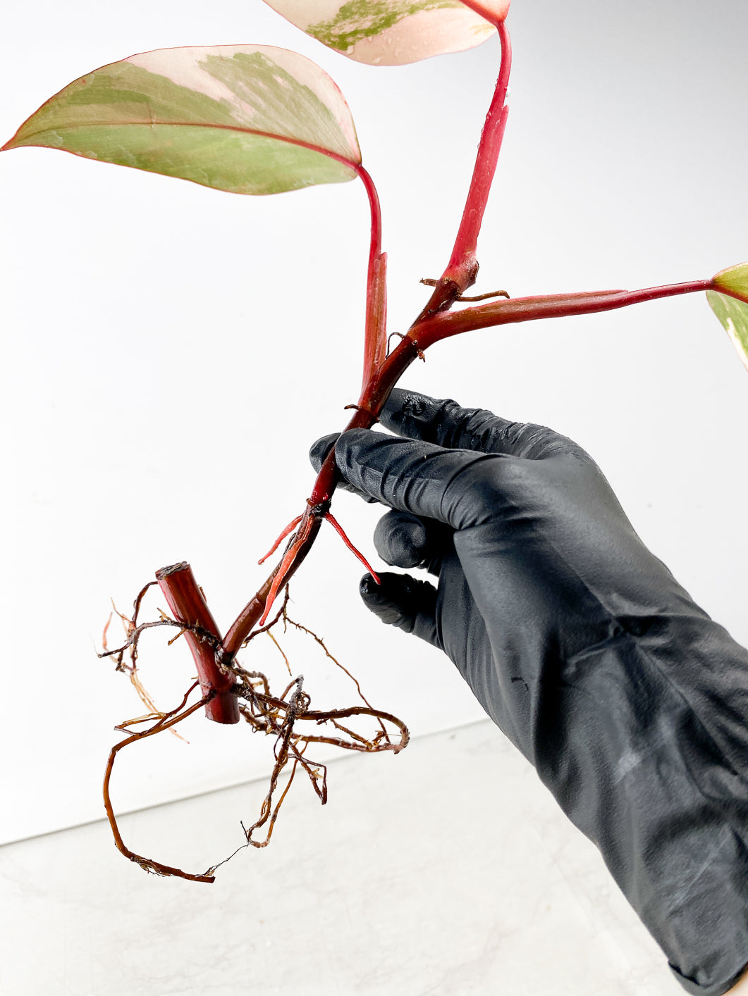 Philodendron Strawberry Shake 3 leaf multiple nodes