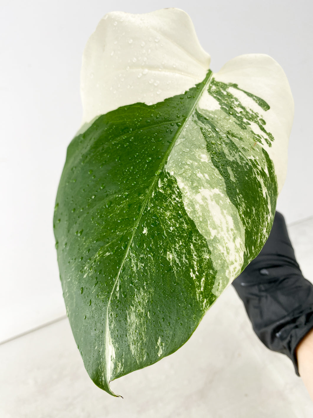 Monstera Albo White Tiger 1 leaf