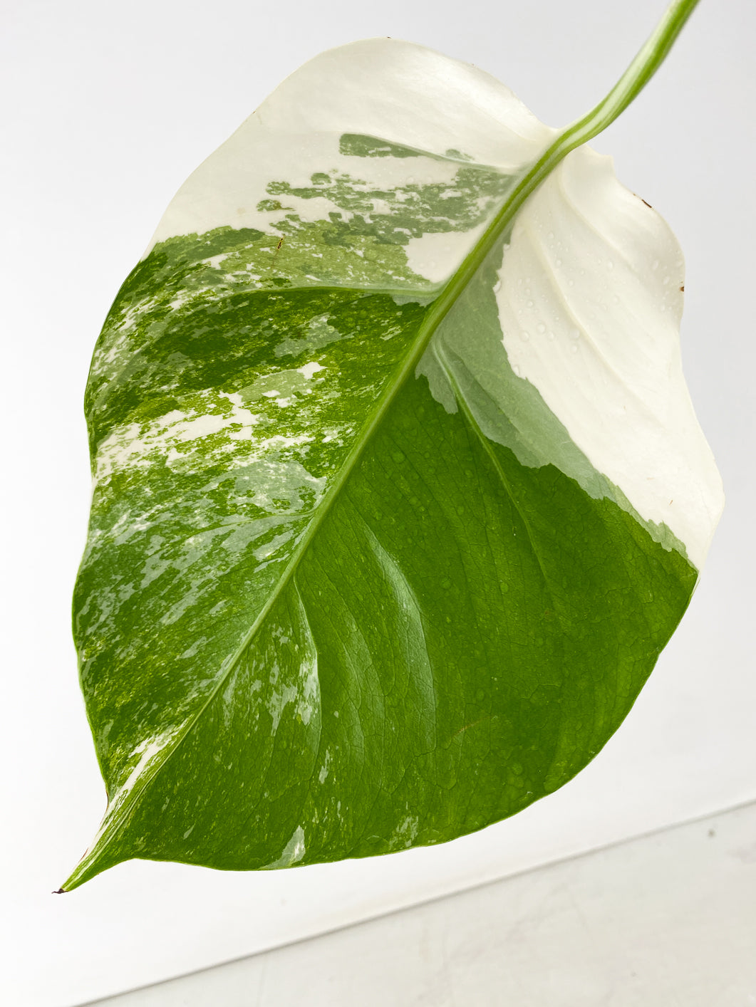 Monstera Albo White Tiger 1 leaf