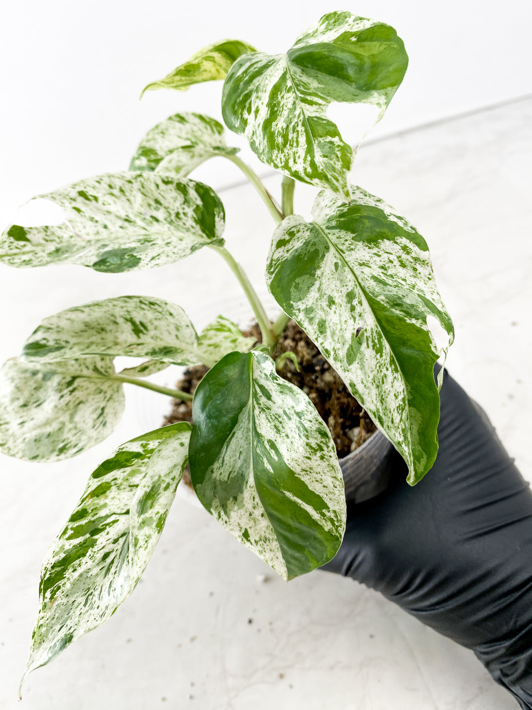 Epipremnum Marble several leaves top cutting