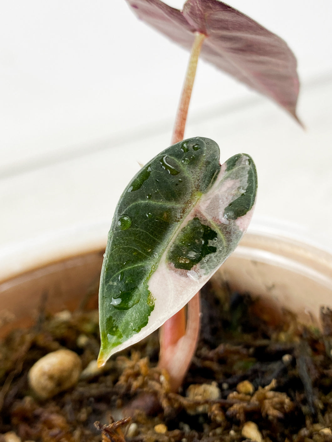 Alocasia Bambino Pink Variegated 2 leaf
