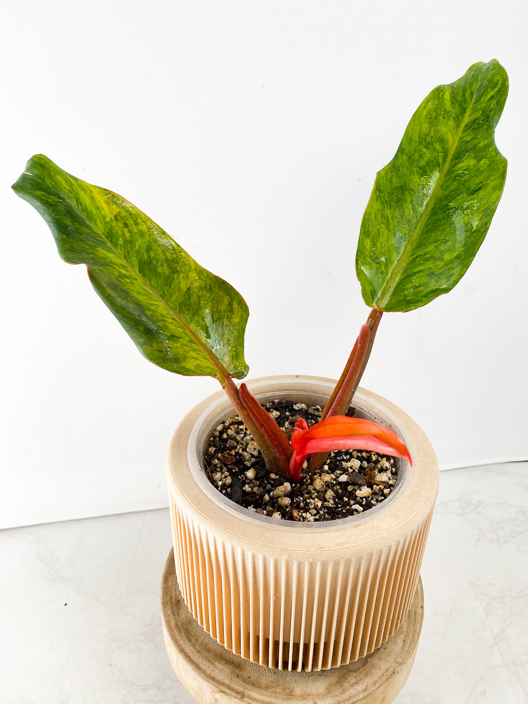 Philodendron Orange Marmalade 2 leaves 1 unfurling