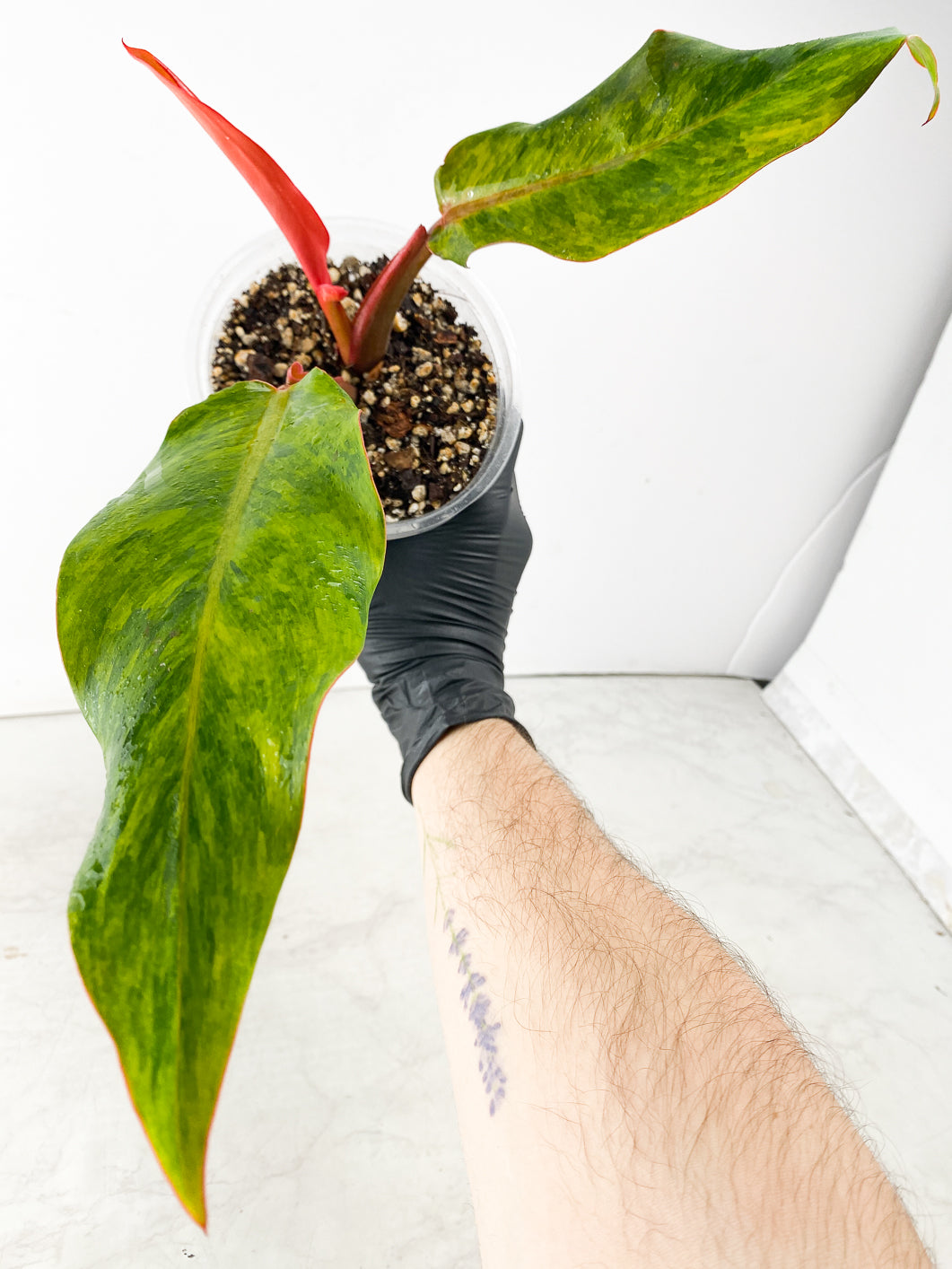 Philodendron Orange Marmalade 2 leaves 1 unfurling