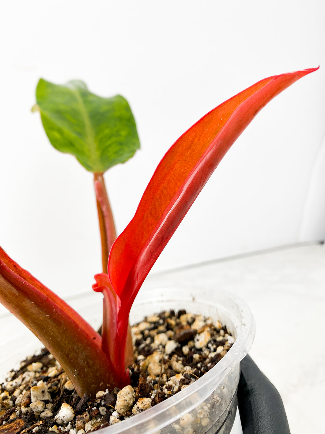 Philodendron Orange Marmalade 2 leaves 1 unfurling