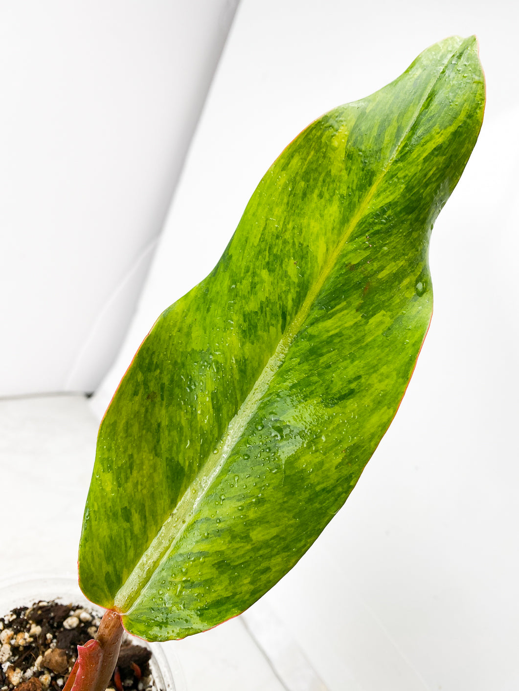 Philodendron Orange Marmalade 2 leaves 1 unfurling