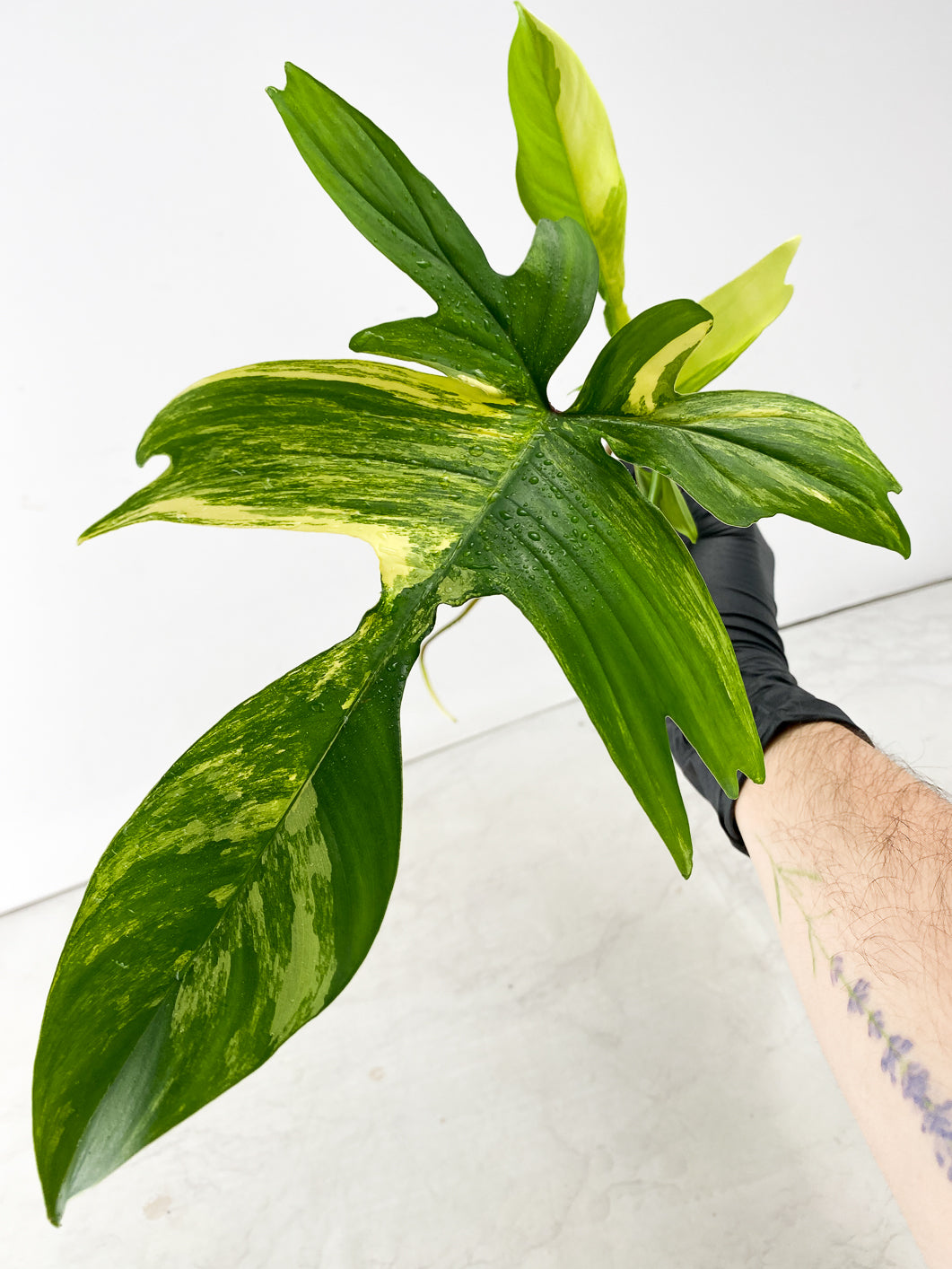 Philodendron Florida Beauty 2 leaf top cutting