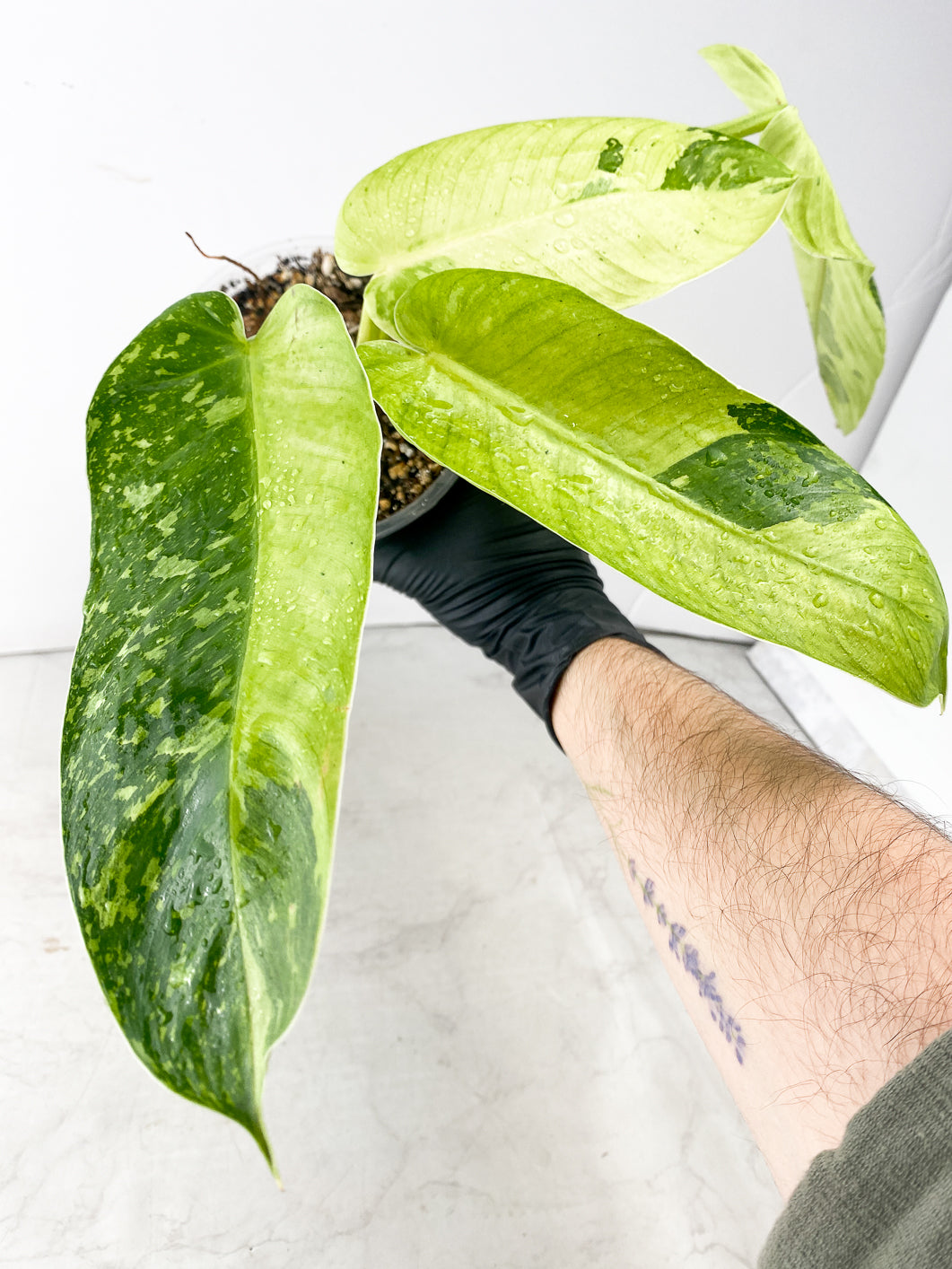 Philodendron Jose Buono 4 leaf top cutting