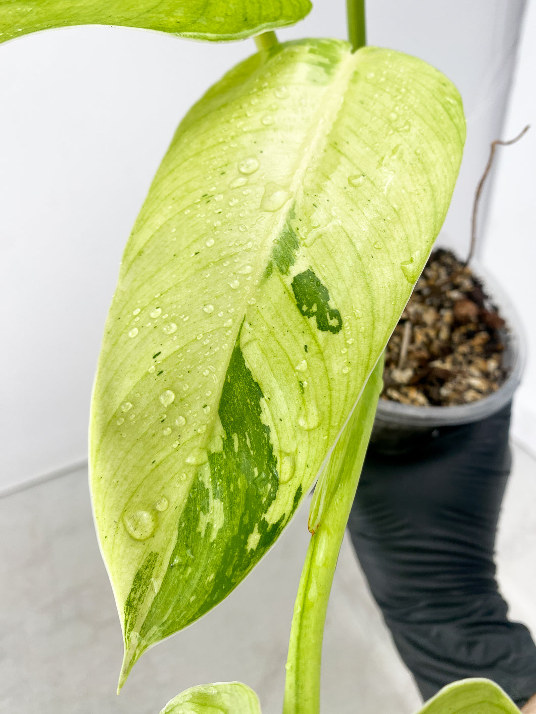 Philodendron Jose Buono 4 leaf top cutting