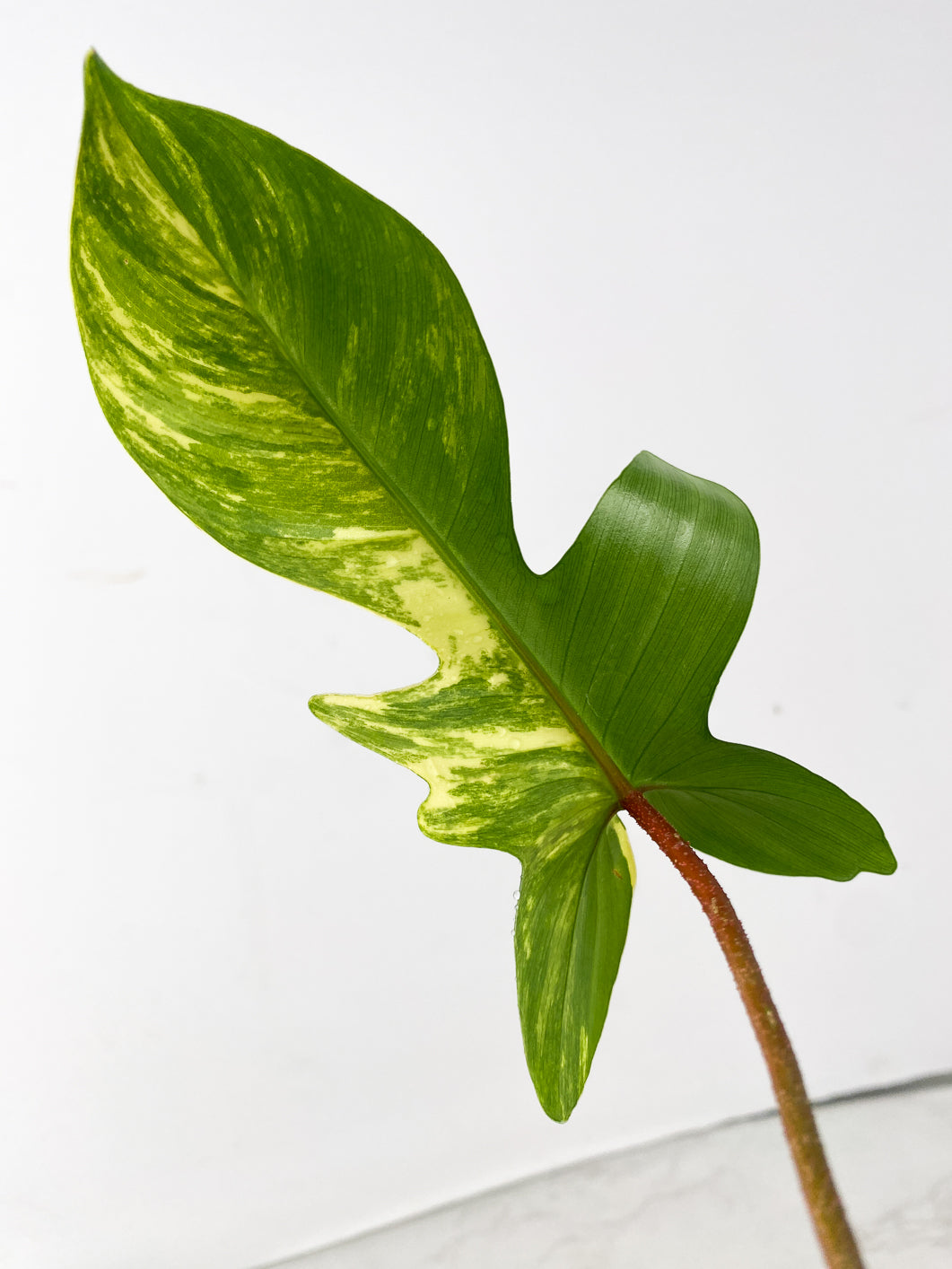Philodendron Florida Beauty 1 leaf 1 sprout