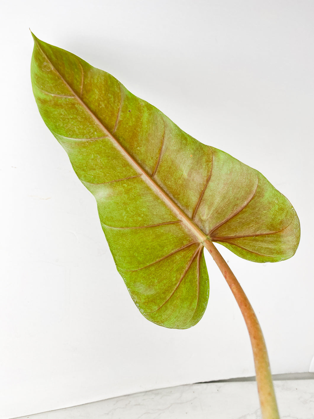 Philodendron Whipple Way 1 leaf