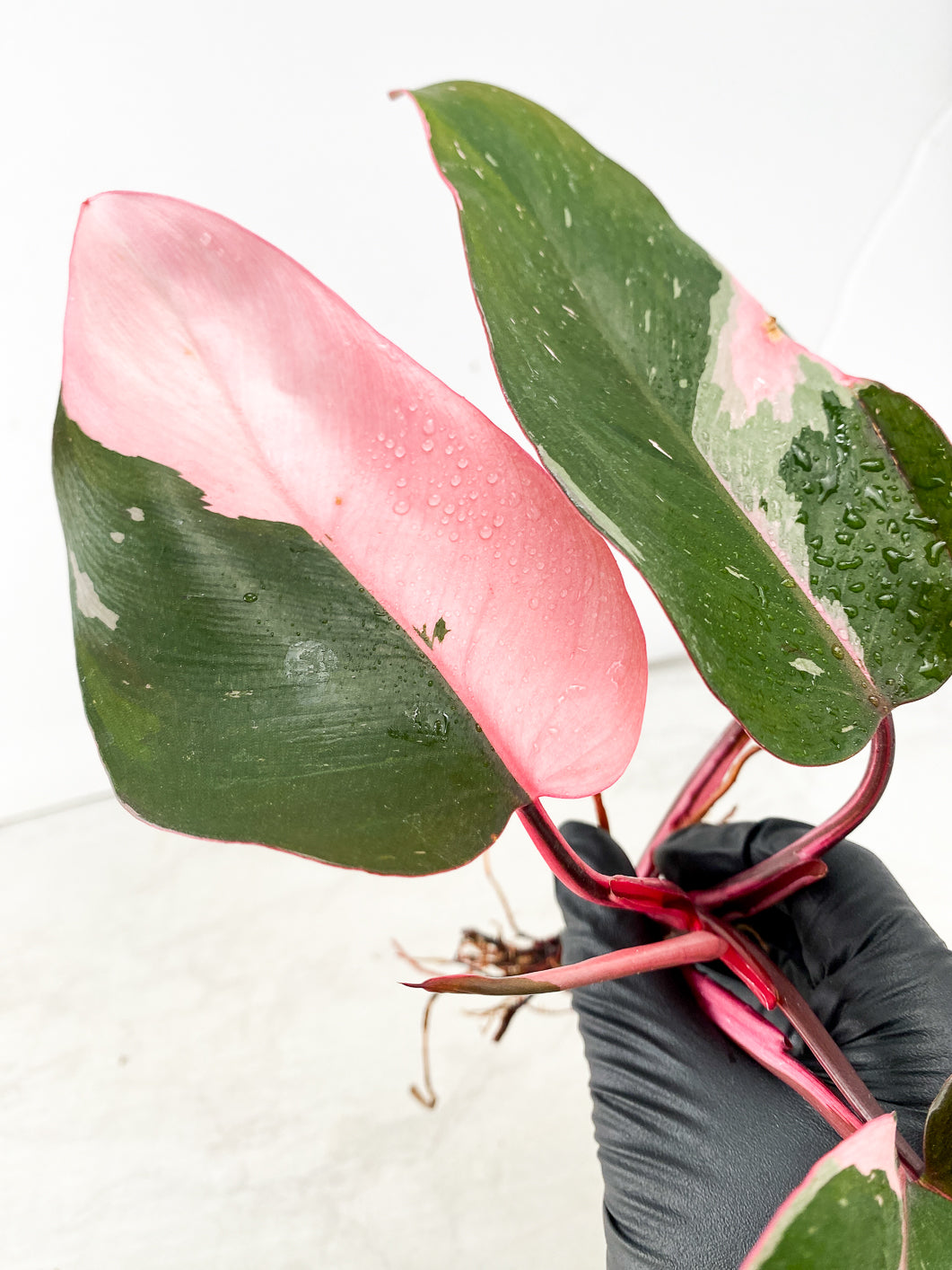 Philodendron Pink Princess Multiple Leaf Top Cutting