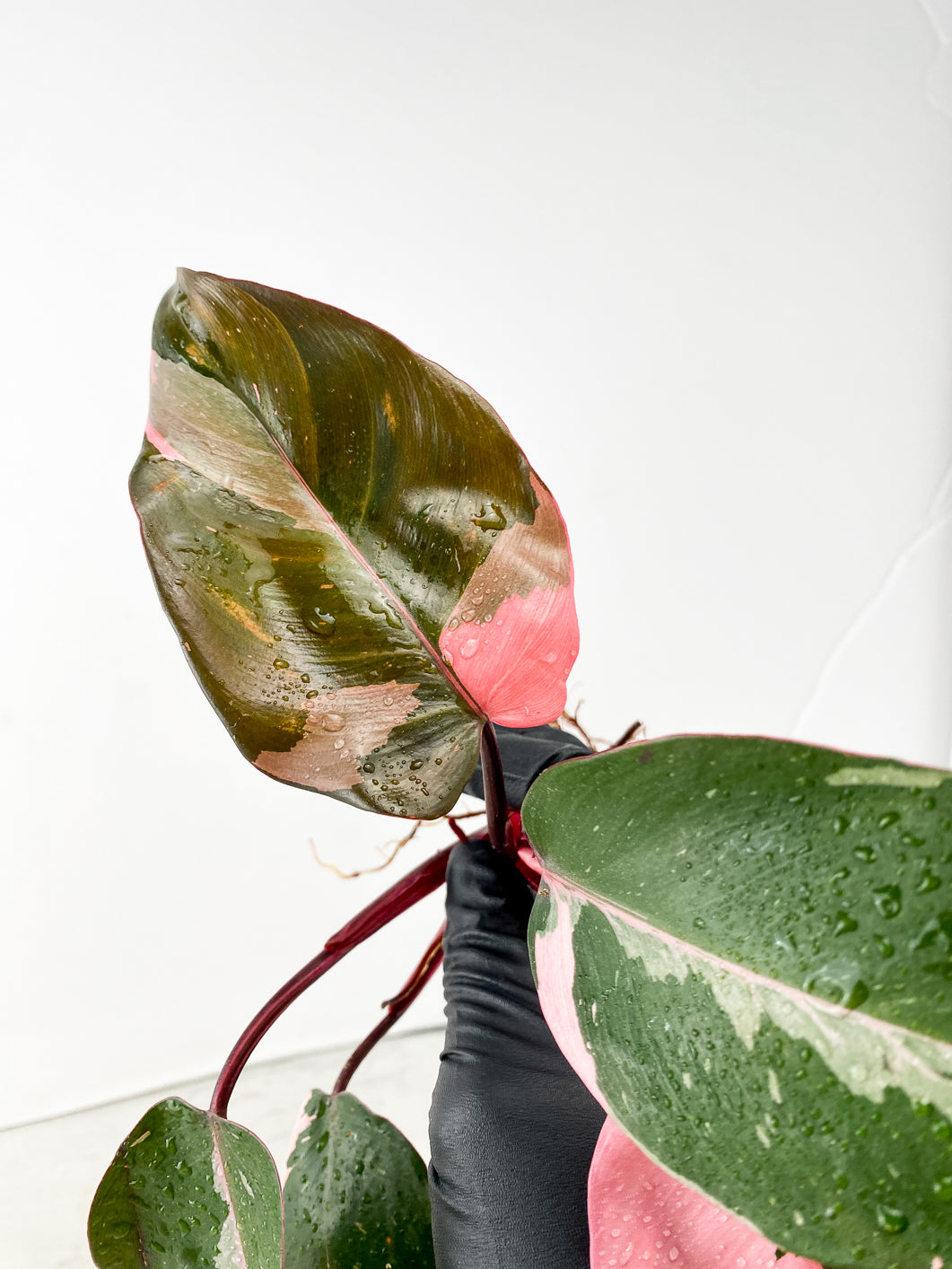 Philodendron Pink Princess Multiple Leaf Top Cutting