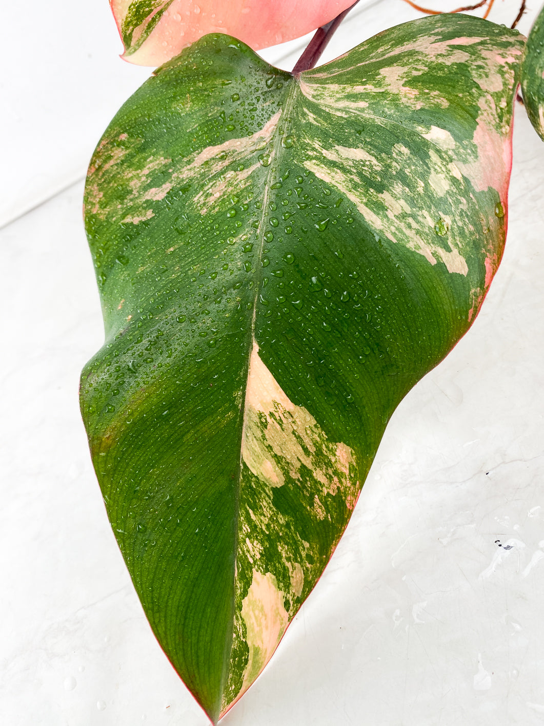 Philodendron Strawberry Shake 3 leaf