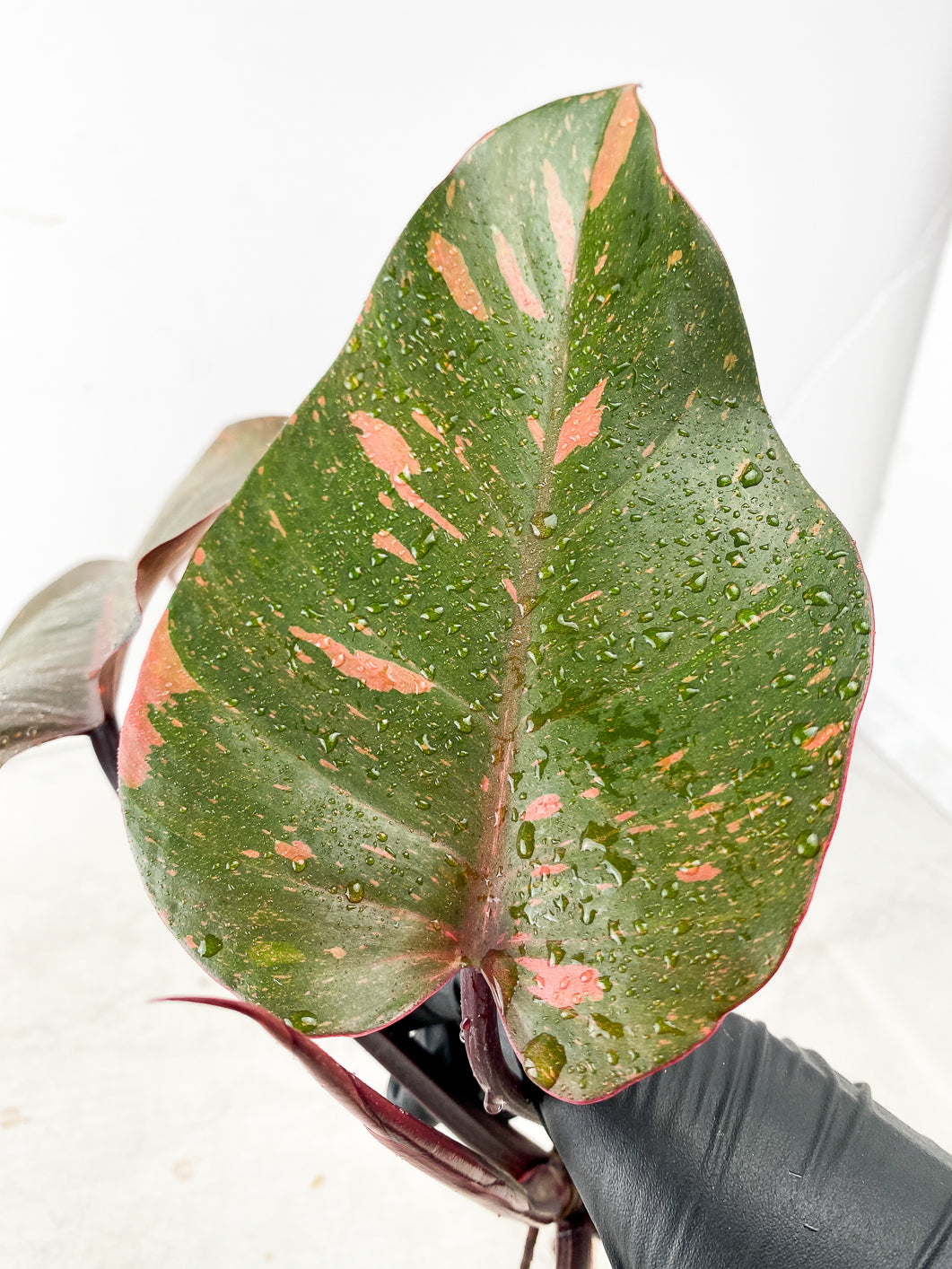 Philodendron Orange Princess 3 leaf 1 shoot Top Cutting
