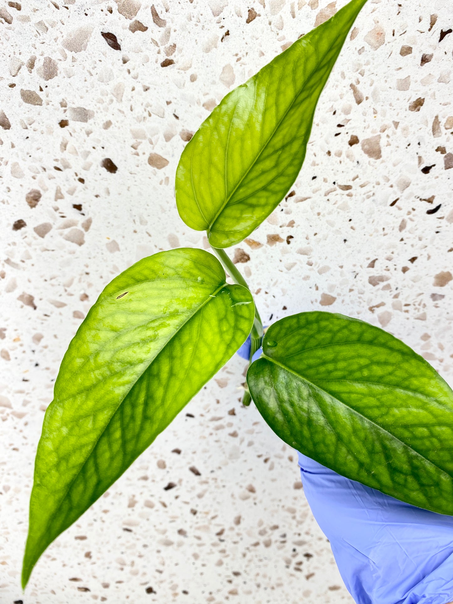 Free Gift! Epipremnum Golden Flame