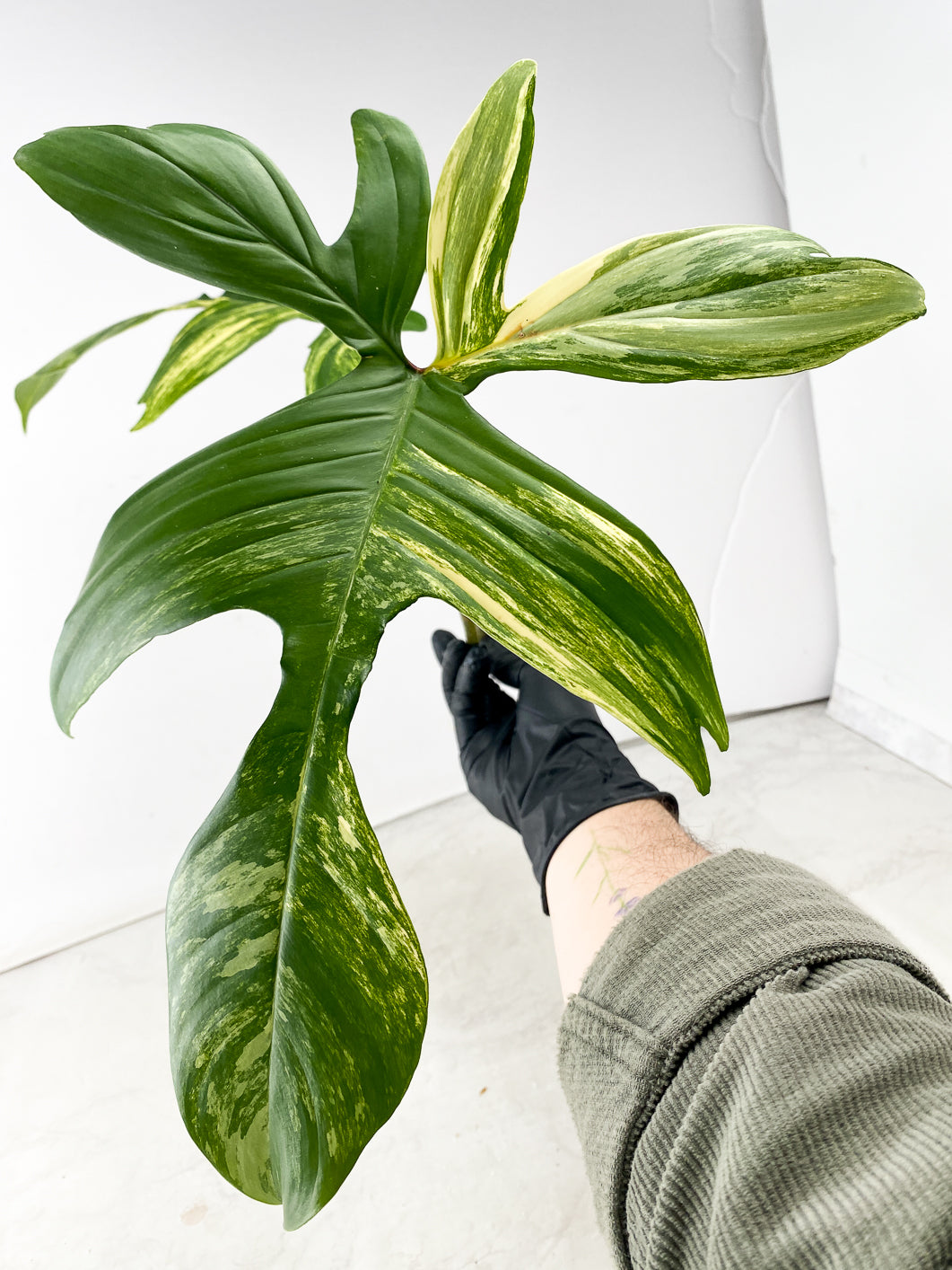 Philodendron Florida Beauty 2 leaf