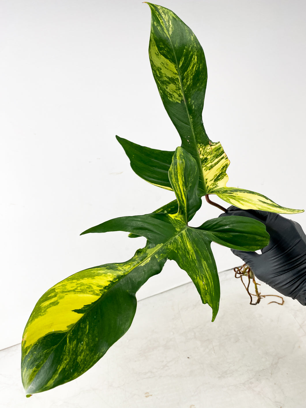 Philodendron Florida Beauty 2 leaf