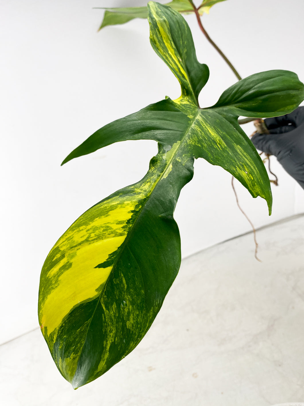 Philodendron Florida Beauty 2 leaf