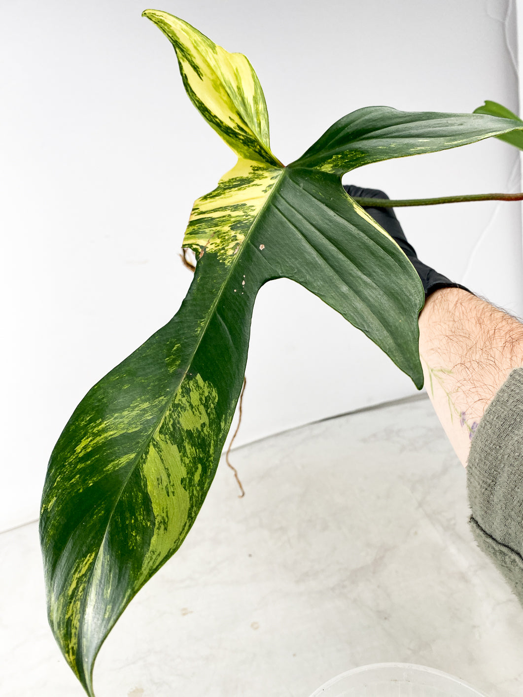 Philodendron Florida Beauty 2 leaf
