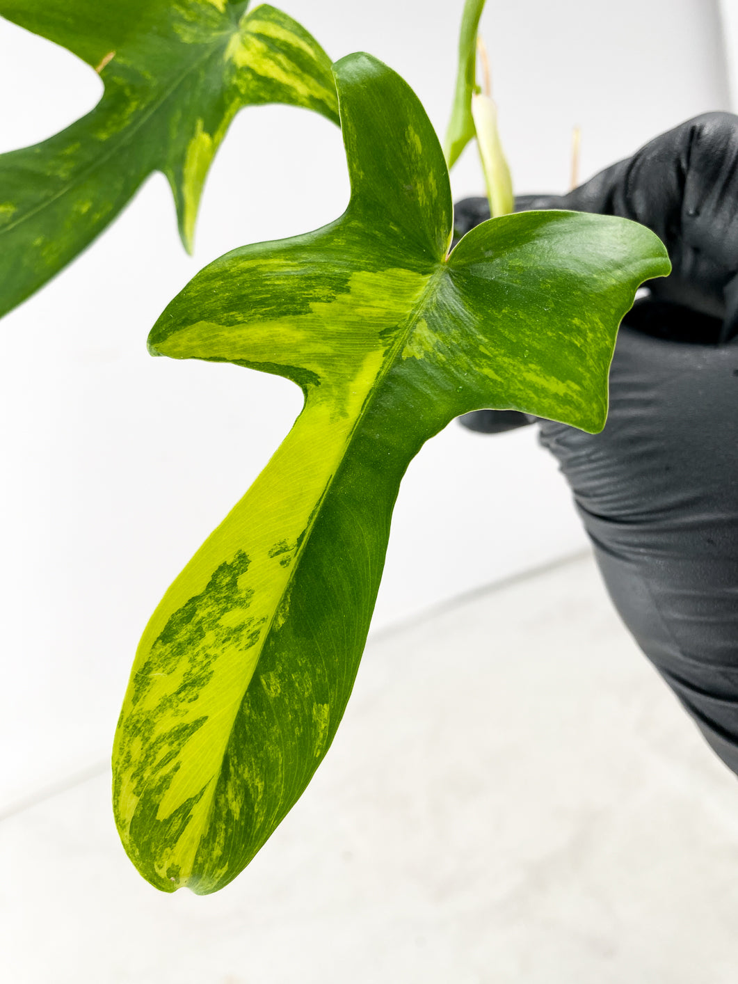 Philodendron Florida Beauty 2 leaf 1 leaf unfurling