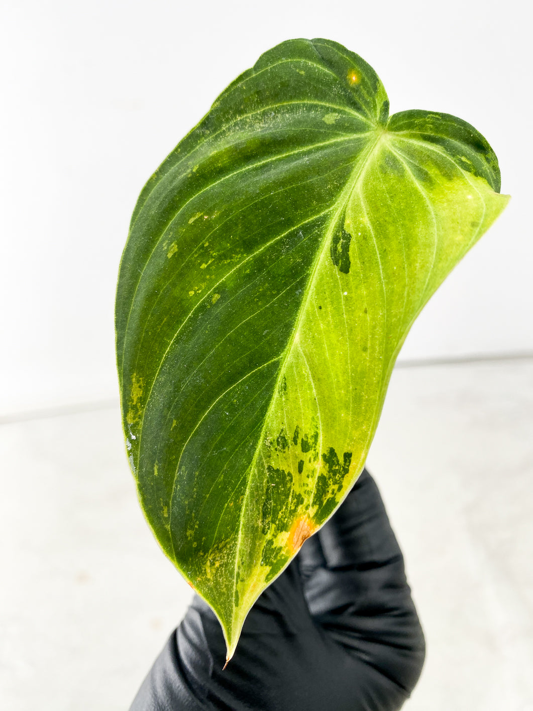 Philodendron Melanochrysum variegated 3 leaf 1 sprout Top Cutting