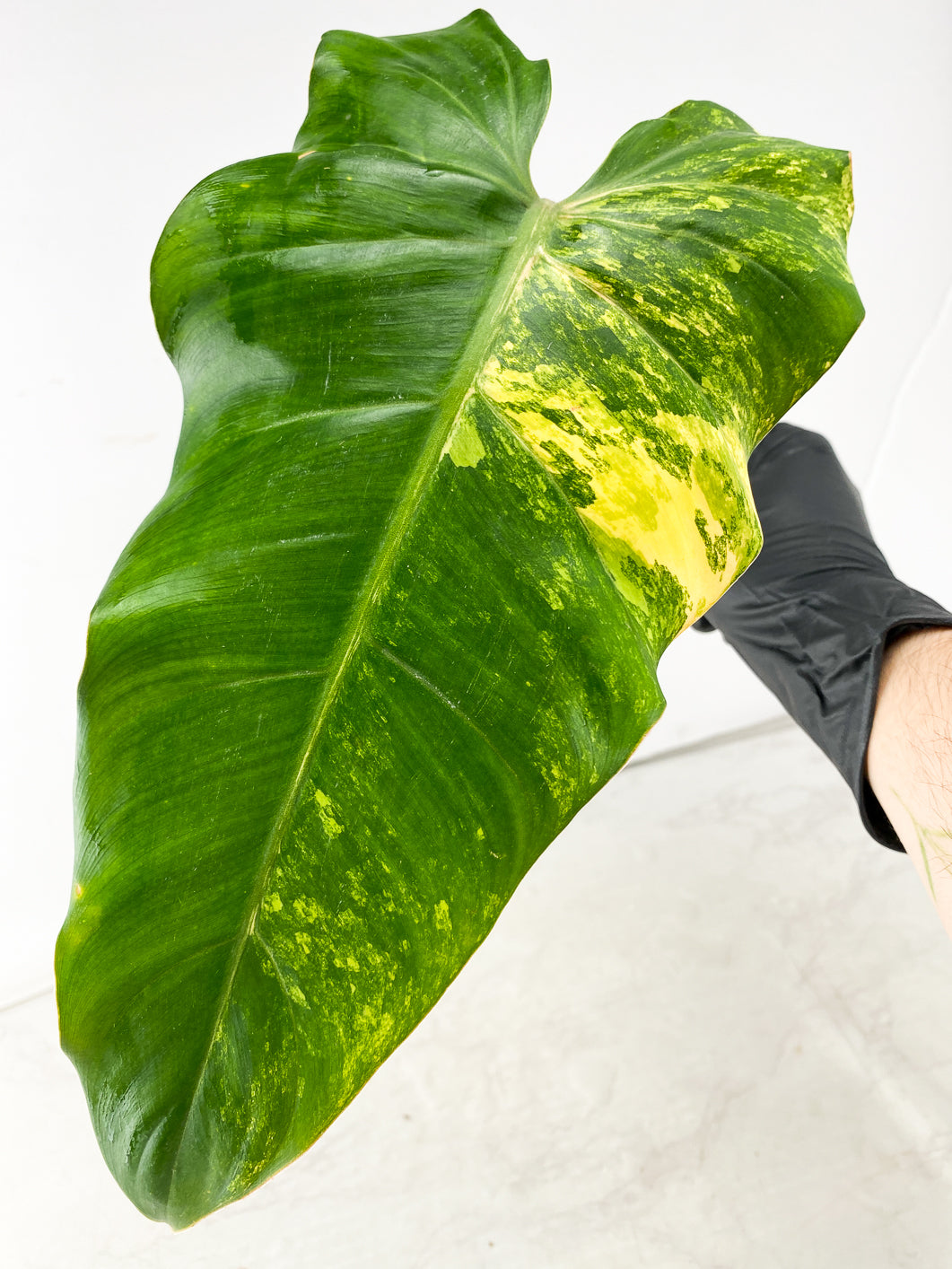 Add-on only: Philodendron Domesticum variegated 1 Leaf 1 Shoot