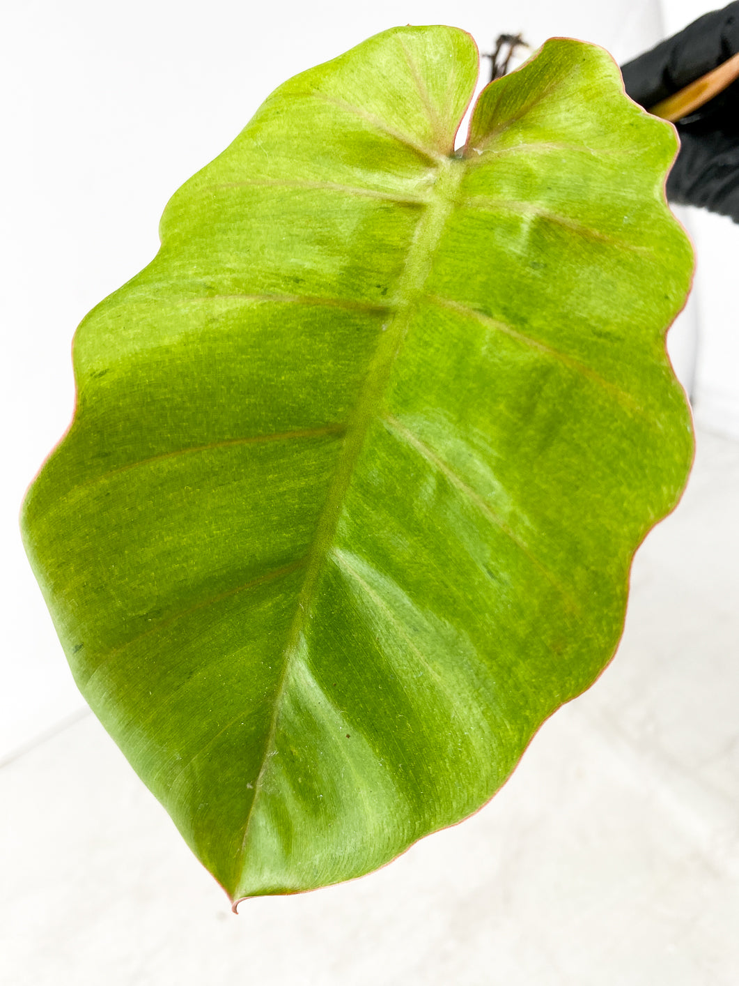 Philodendron Snow Drift 1 leaf 1 shoot Top Cutting