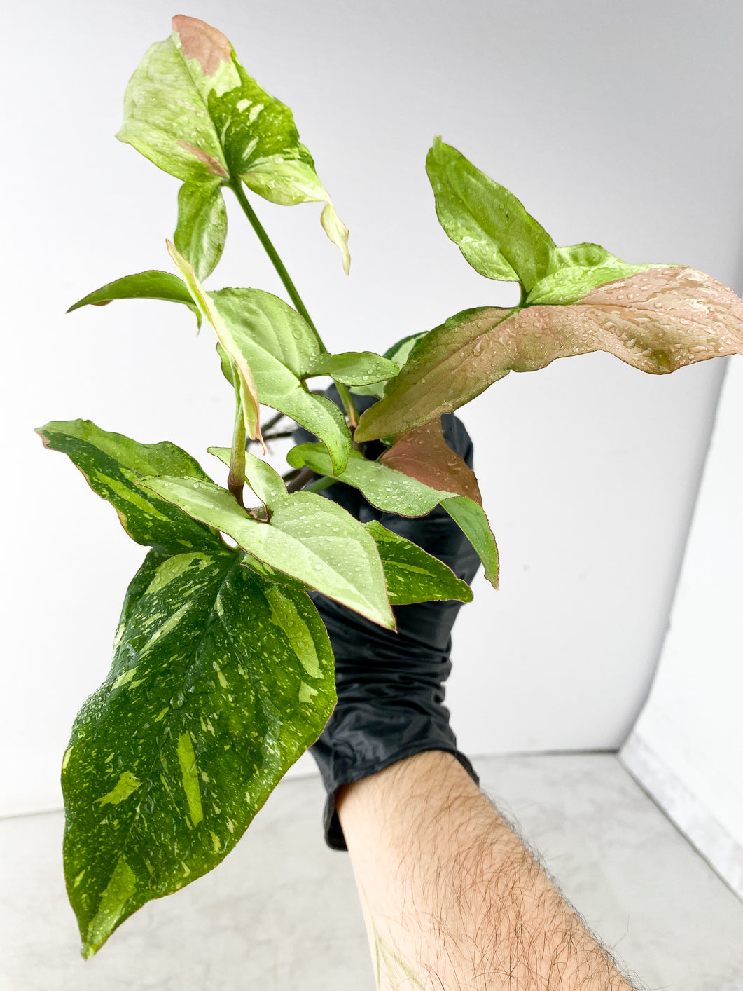 Syngonium Red Spot Tricolor 7 leaves