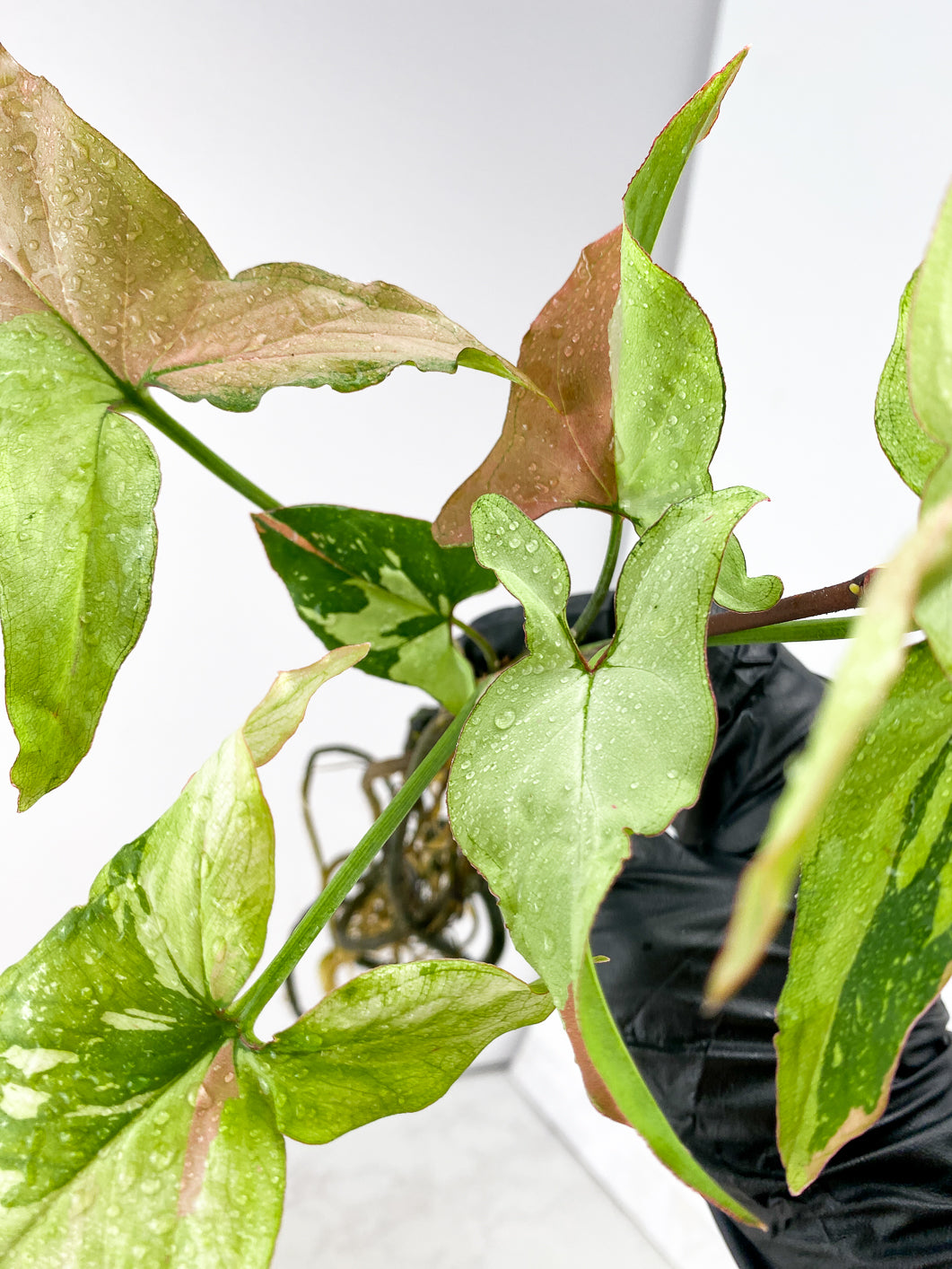 Syngonium Red Spot Tricolor 7 leaves