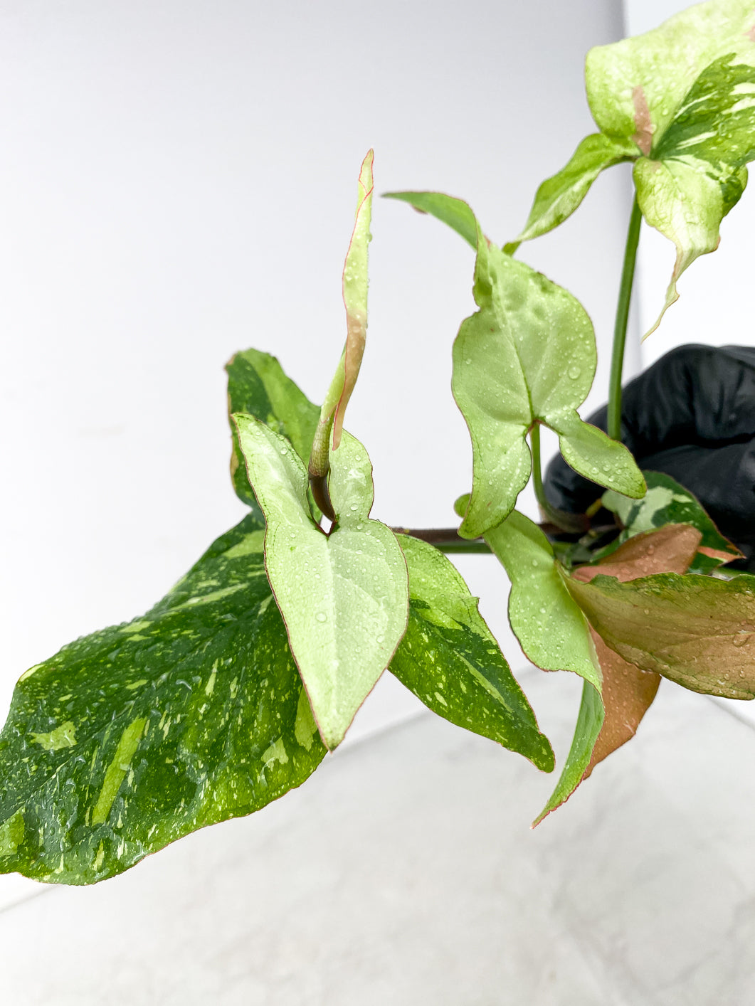 Syngonium Red Spot Tricolor 7 leaves