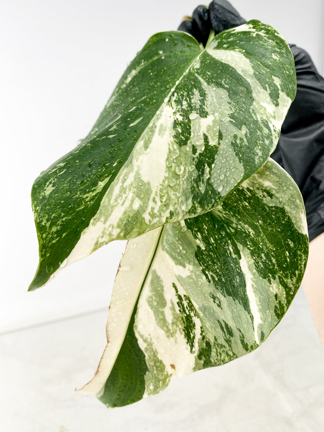 Monstera Albo White Tiger 2 leaves