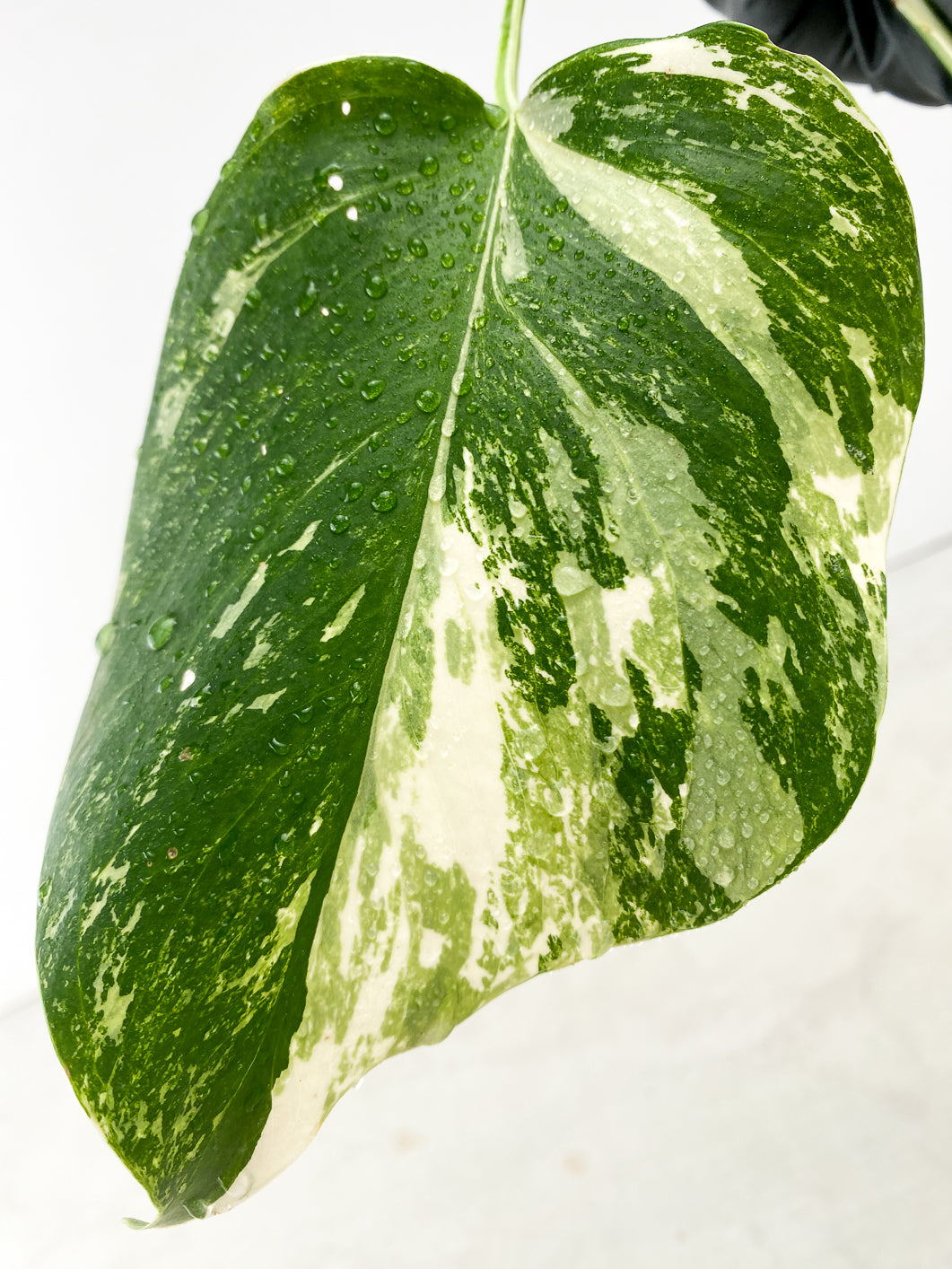 Monstera Albo White Tiger 2 leaves