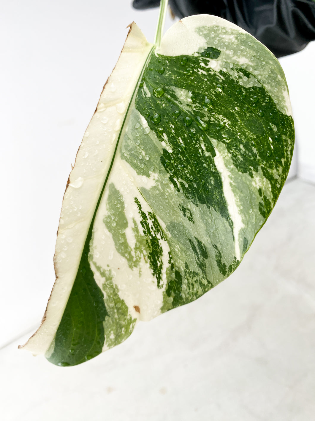 Monstera Albo White Tiger 2 leaves