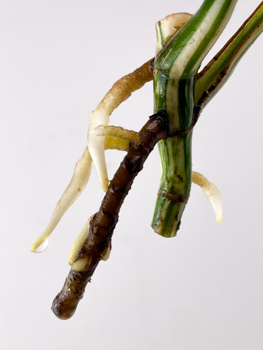 Monstera Albo White Tiger 2 leaves