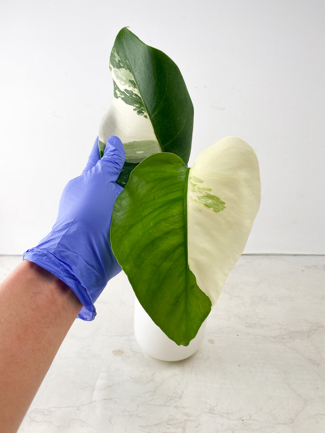 Monstera Albo White Tiger 2 leaf top cutting