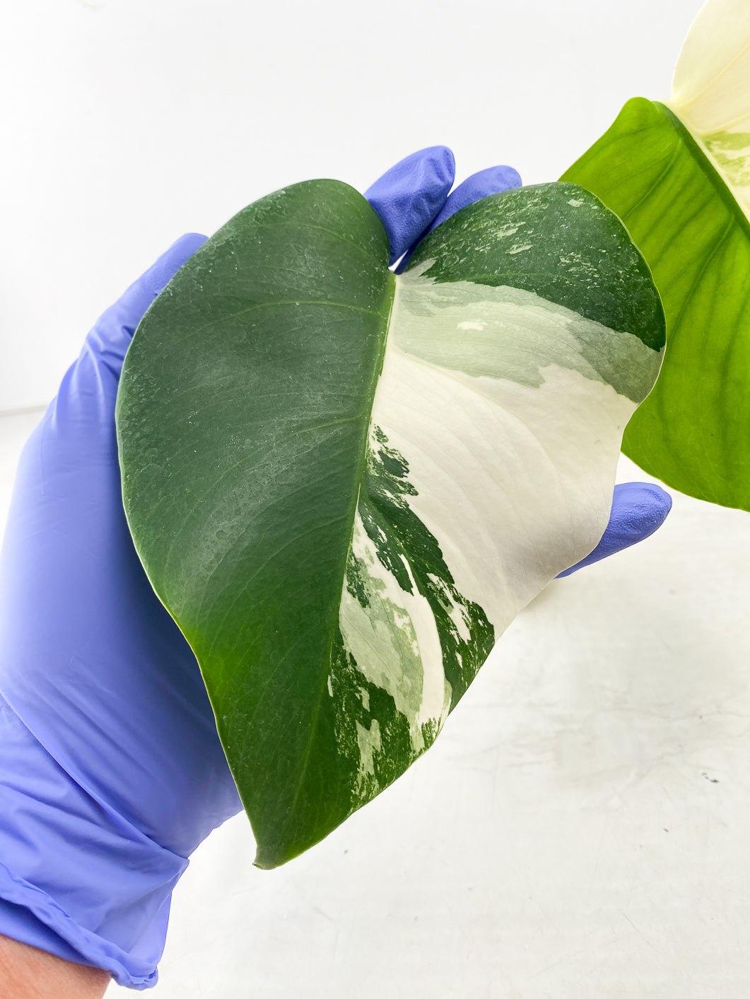Monstera Albo White Tiger 2 leaf top cutting