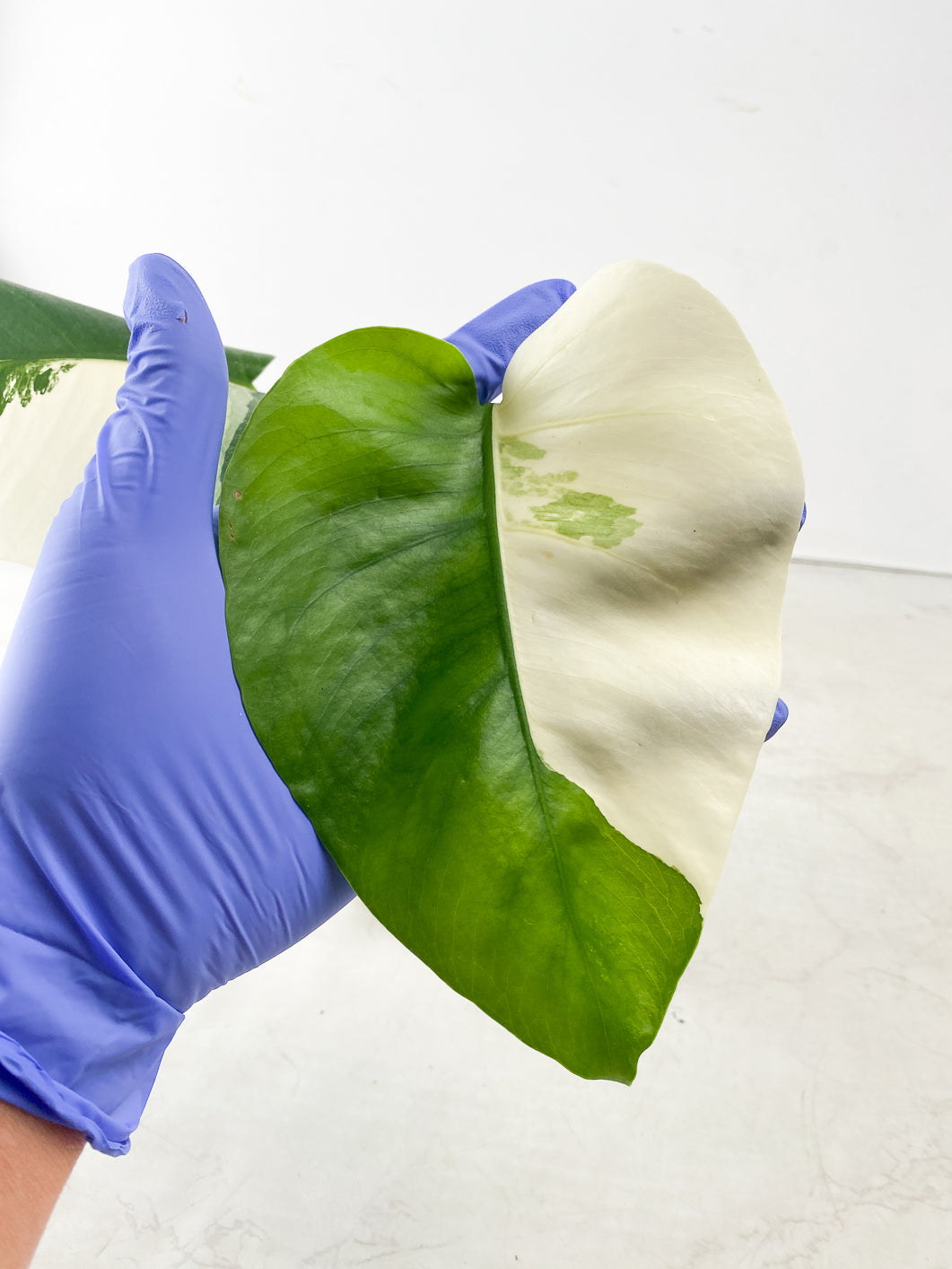 Monstera Albo White Tiger 2 leaf top cutting