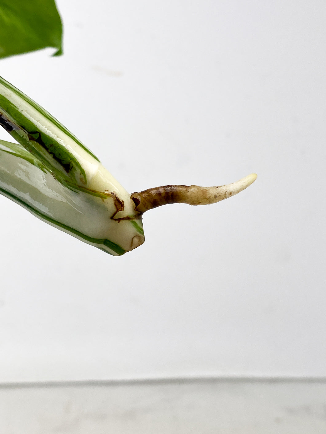 Monstera Albo White Tiger 2 leaf top cutting