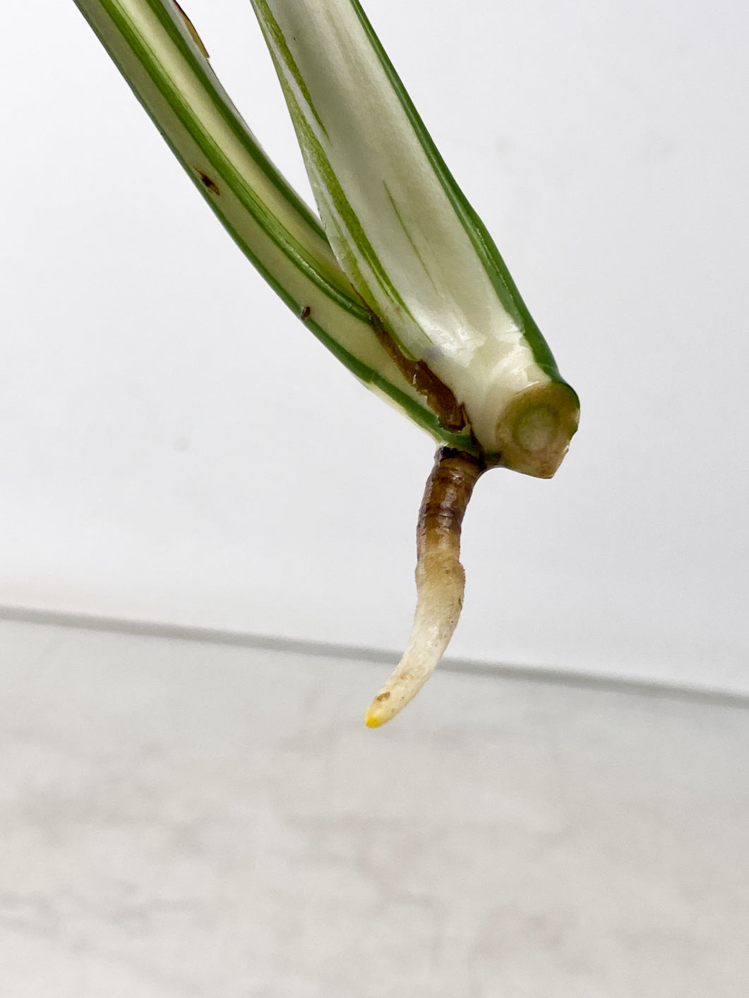 Monstera Albo White Tiger 2 leaf top cutting