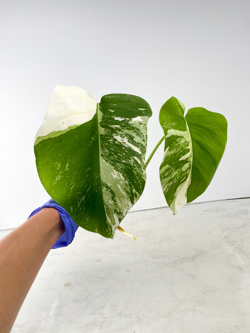 Monstera Albo White Tiger 2 leaf top cutting