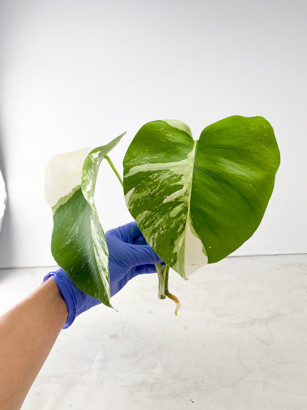 Monstera Albo White Tiger 2 leaf top cutting