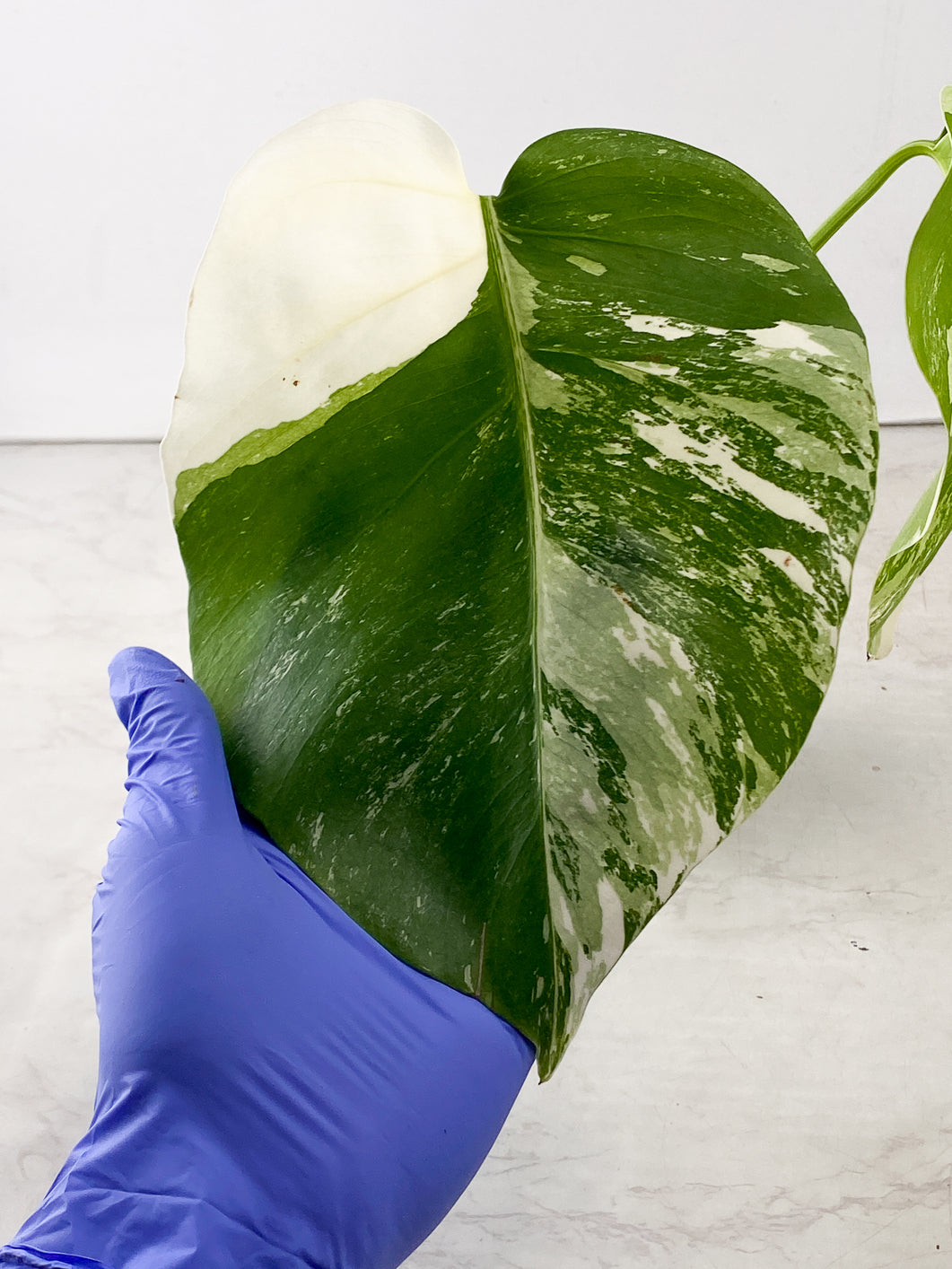 Monstera Albo White Tiger 2 leaf top cutting