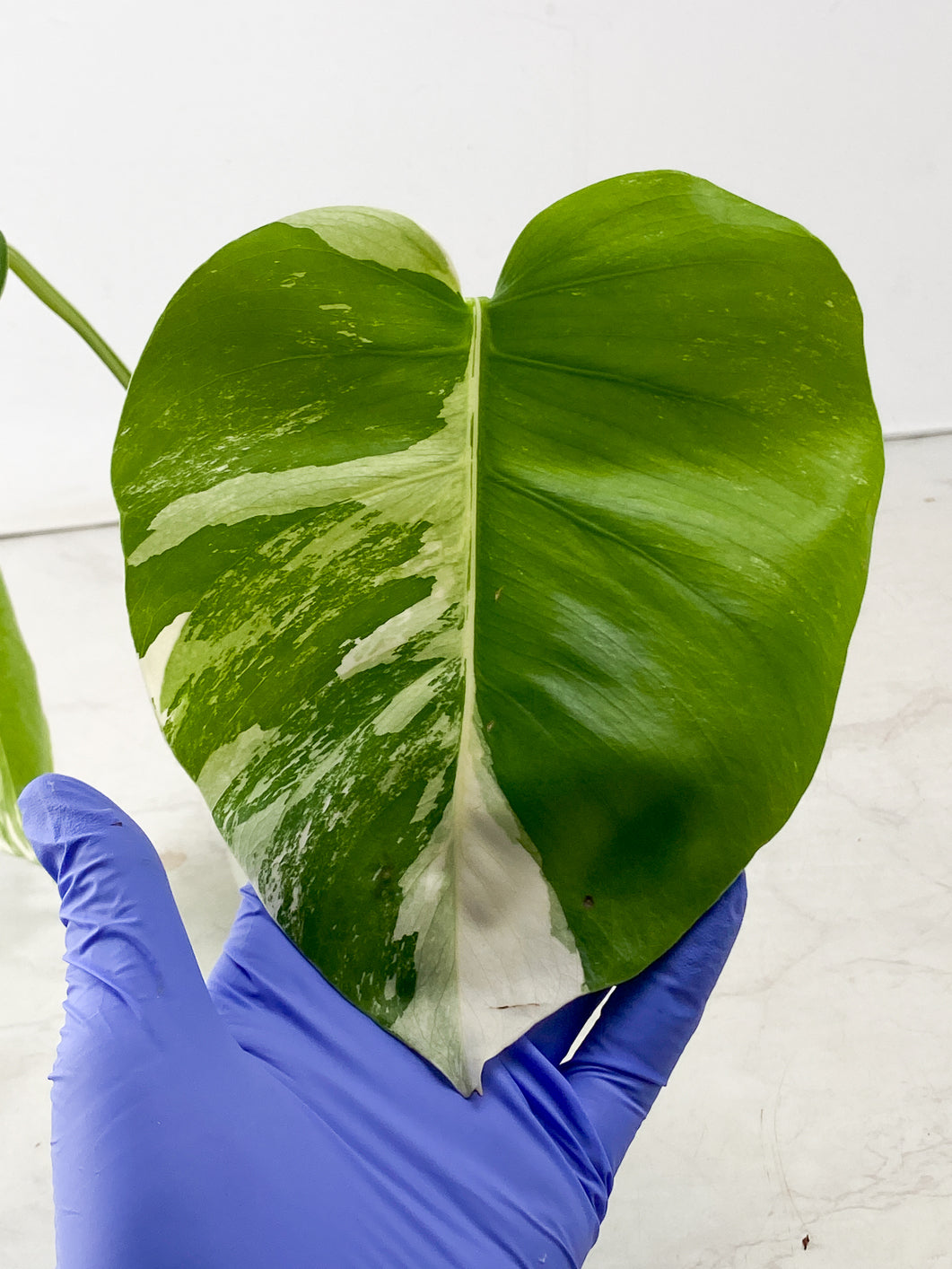 Monstera Albo White Tiger 2 leaf top cutting