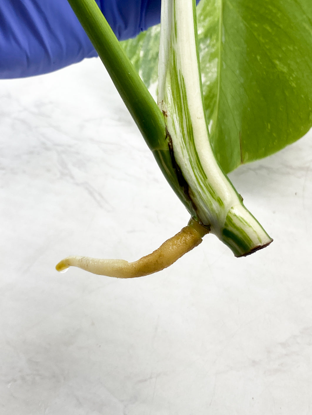 Monstera Albo White Tiger 2 leaf top cutting