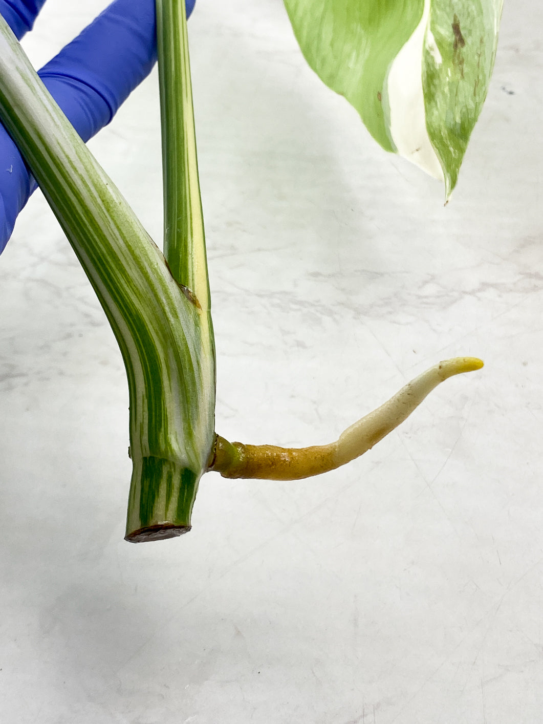 Monstera Albo White Tiger 2 leaf top cutting