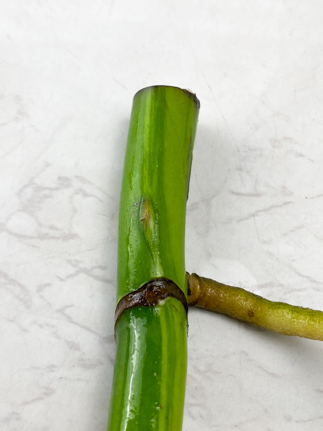 Monstera Aurea Tricolor node